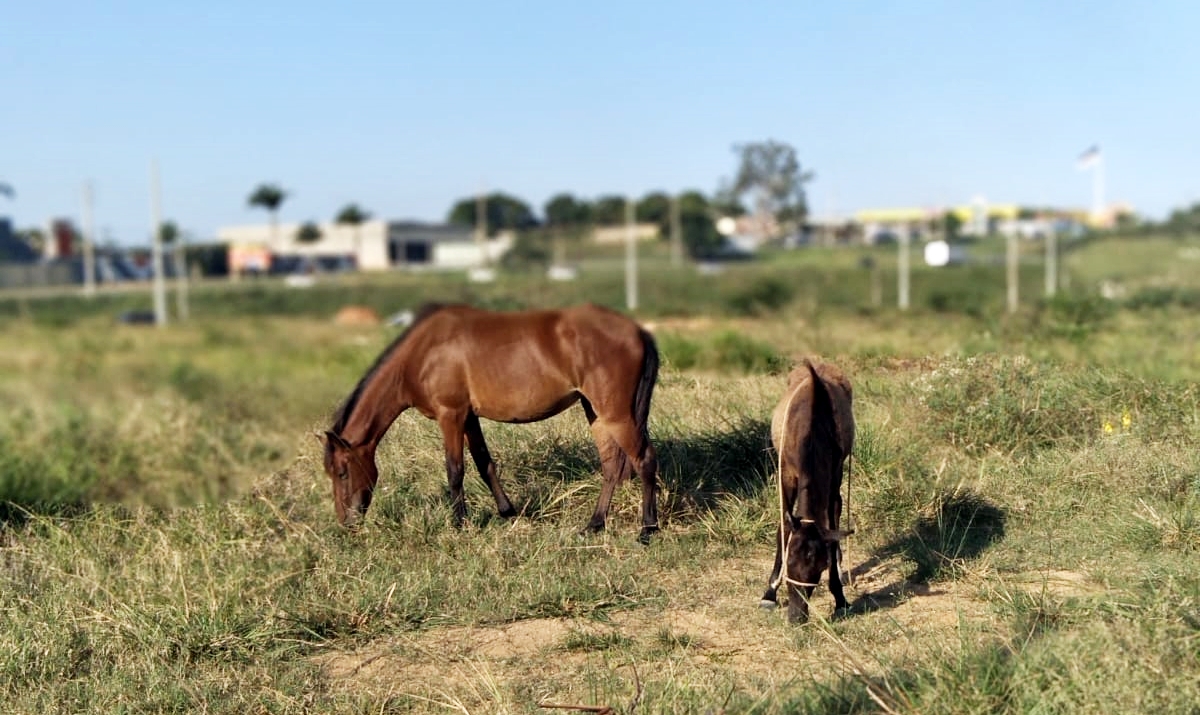 Criadores de animais denunciam furtos de cavalos e bois no Loteamento Conceição I: “Tão roubando com força”